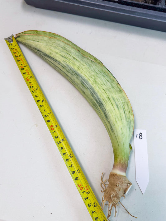 Sansevieria Masoniana Bruda (bb) (18) | Masoniana Var x Eliptica Var