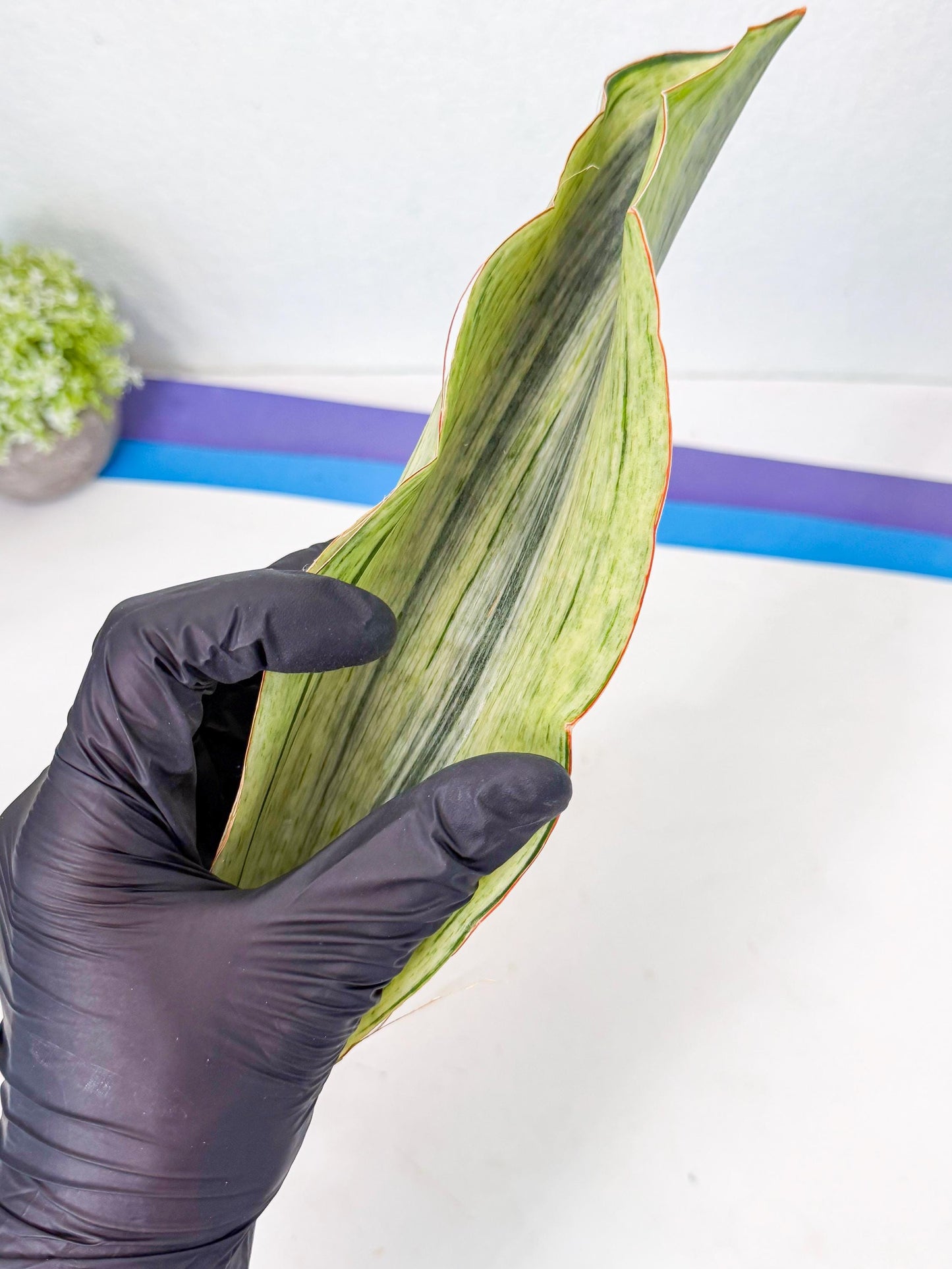 Sansevieria Masoniana Bruda (bb) (18) | Masoniana Var x Eliptica Var