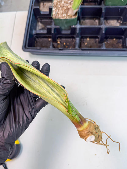 Sansevieria Masoniana Bruda (bb) (18) | Masoniana Var x Eliptica Var