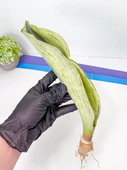 Sansevieria Masoniana Bruda (bb) (18) | Masoniana Var x Eliptica Var