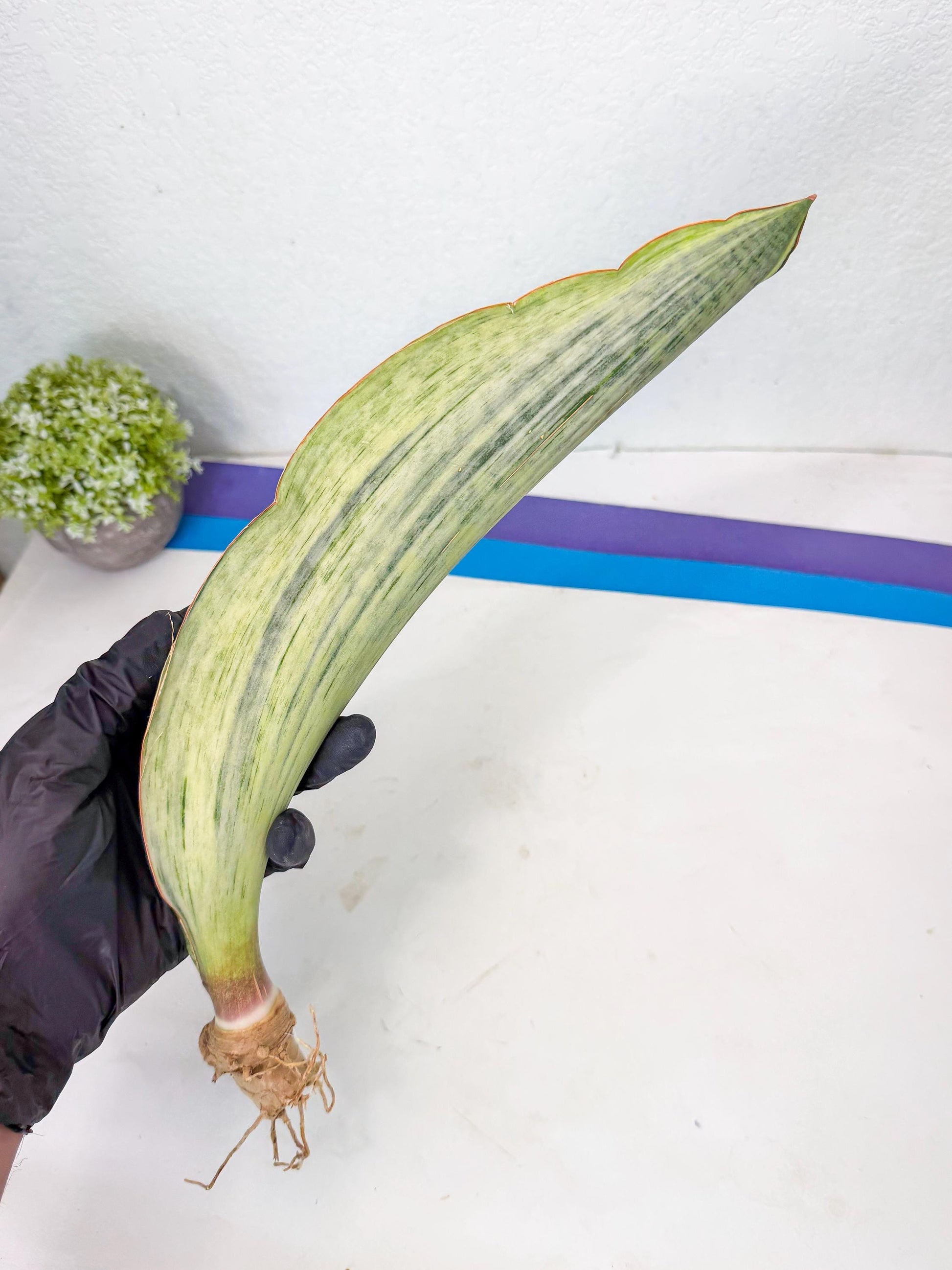 Sansevieria Masoniana Bruda (bb) (18) | Masoniana Var x Eliptica Var