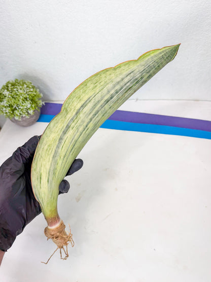 Sansevieria Masoniana Bruda (bb) (18) | Masoniana Var x Eliptica Var