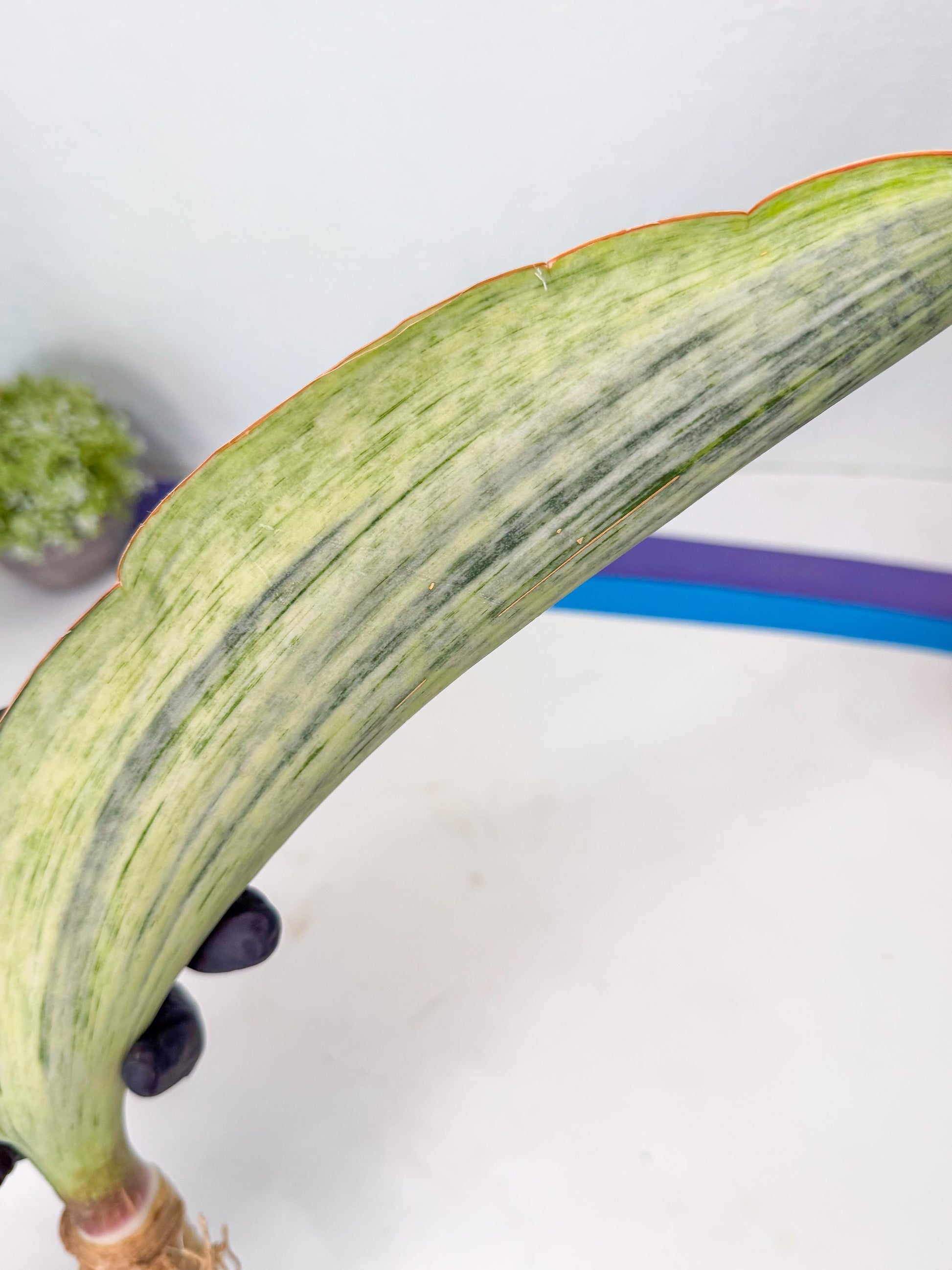 Sansevieria Masoniana Bruda (bb) (18) | Masoniana Var x Eliptica Var