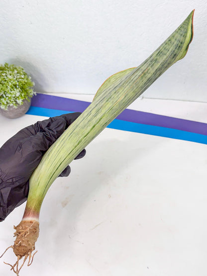 Sansevieria Masoniana Bruda (bb) (18) | Masoniana Var x Eliptica Var