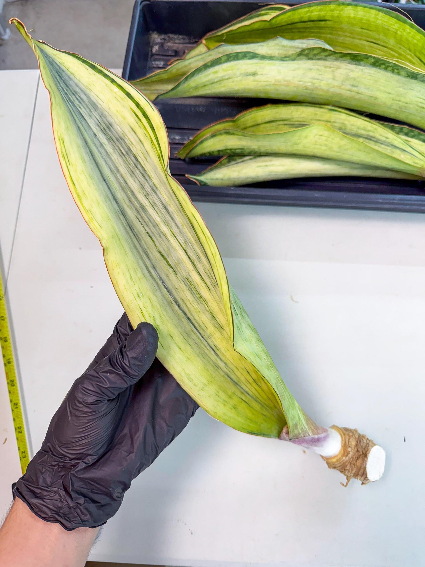 Sansevieria Masoniana Bruda (rr) (1) | Masoniana Var x Eliptica Var