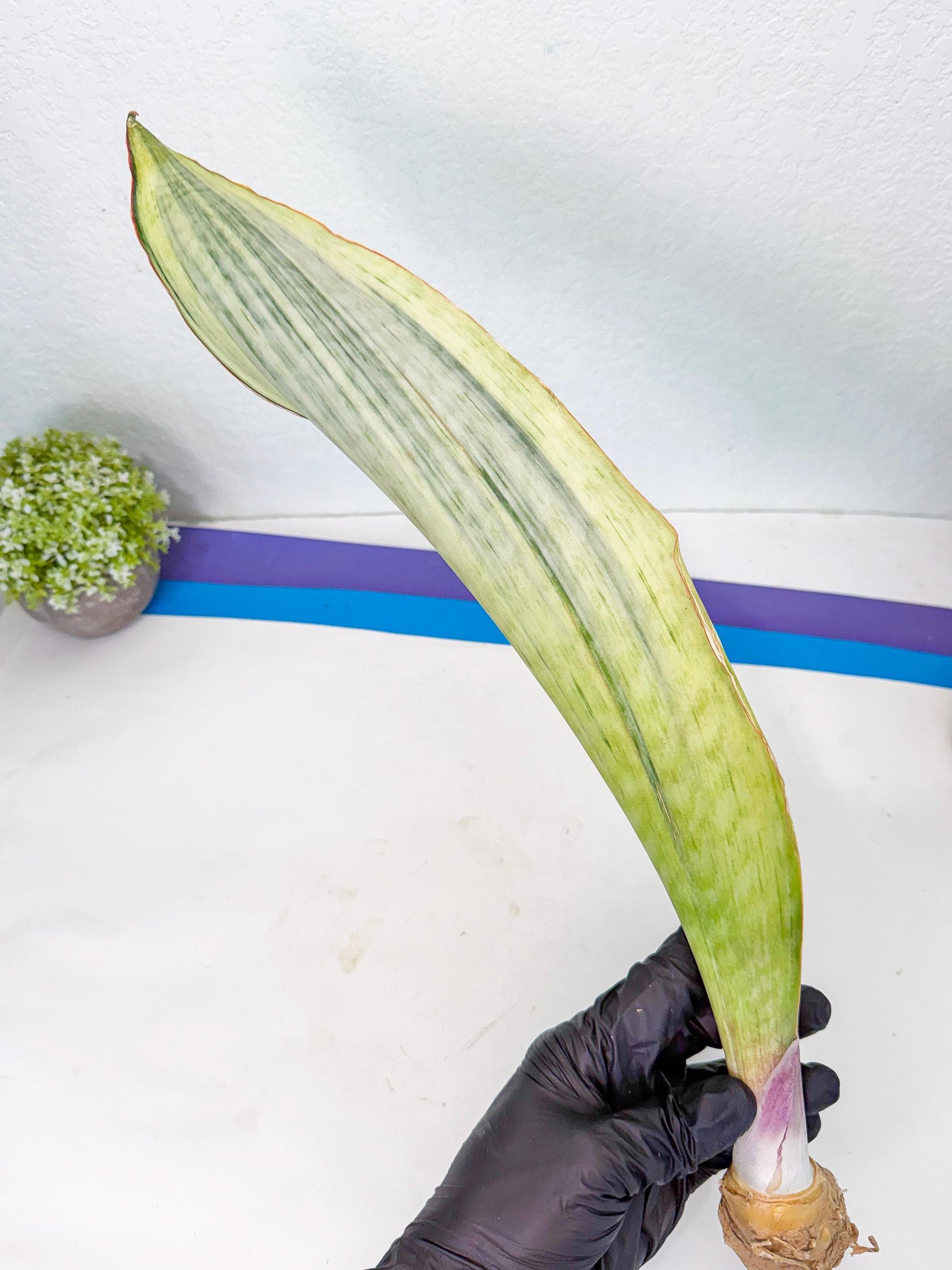 Sansevieria Masoniana Bruda (rr) (1) | Masoniana Var x Eliptica Var