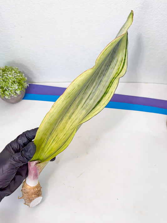Sansevieria Masoniana Bruda (rr) (1) | Masoniana Var x Eliptica Var