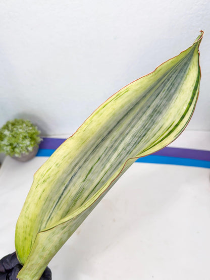 Sansevieria Masoniana Bruda (rr) (1) | Masoniana Var x Eliptica Var