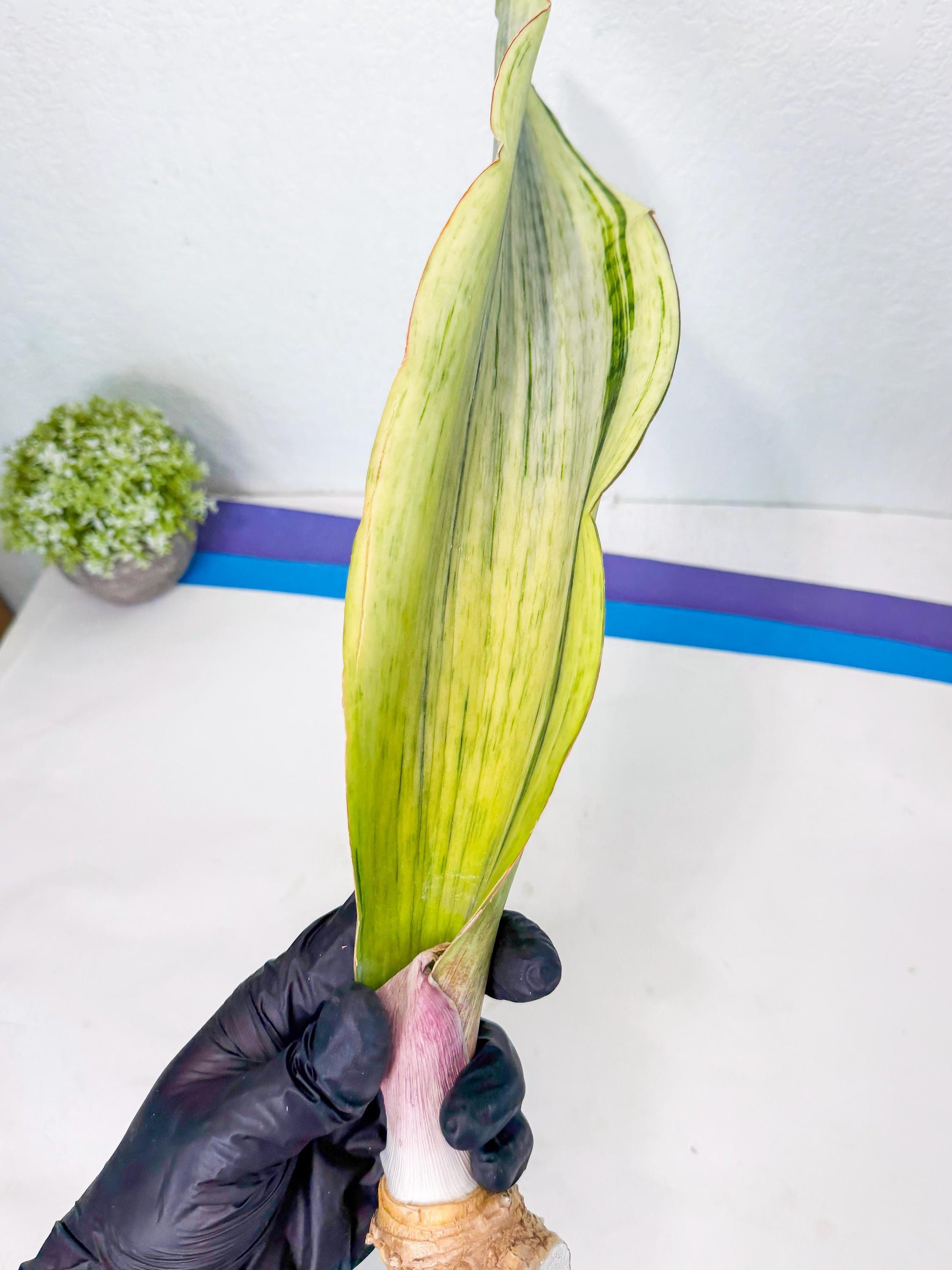Sansevieria Masoniana Bruda (rr) (1) | Masoniana Var x Eliptica Var