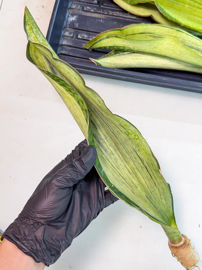 Sansevieria Masoniana Bruda (rr) (2) | Masoniana Var x Eliptica Var
