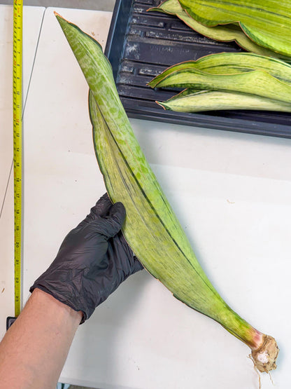 Sansevieria Masoniana Bruda (rr) (2) | Masoniana Var x Eliptica Var