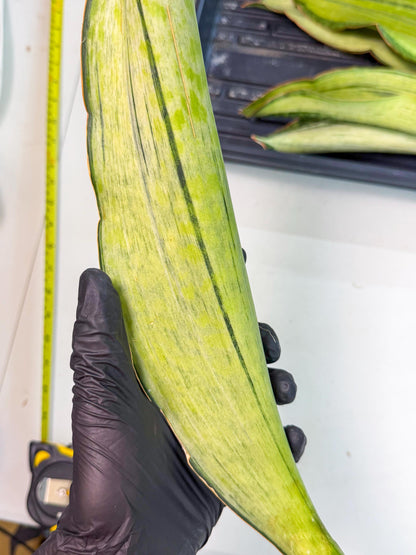 Sansevieria Masoniana Bruda (rr) (2) | Masoniana Var x Eliptica Var