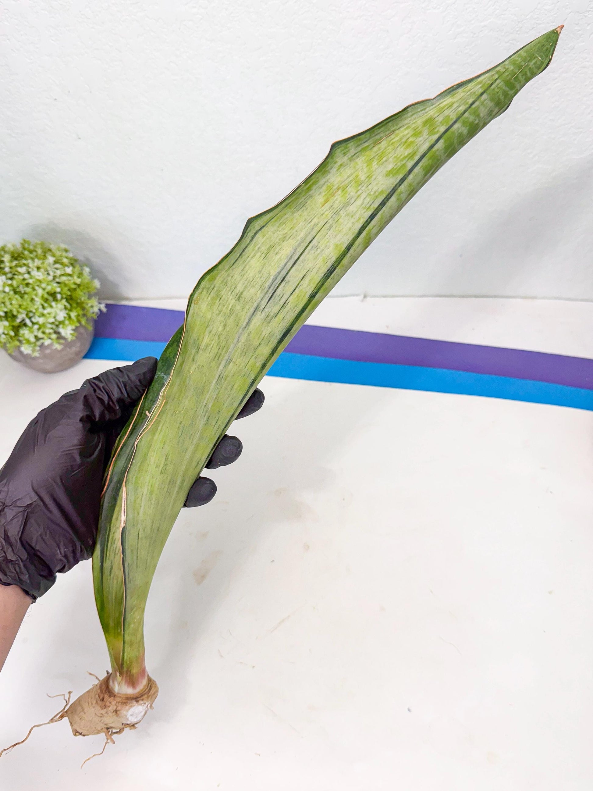 Sansevieria Masoniana Bruda (rr) (2) | Masoniana Var x Eliptica Var