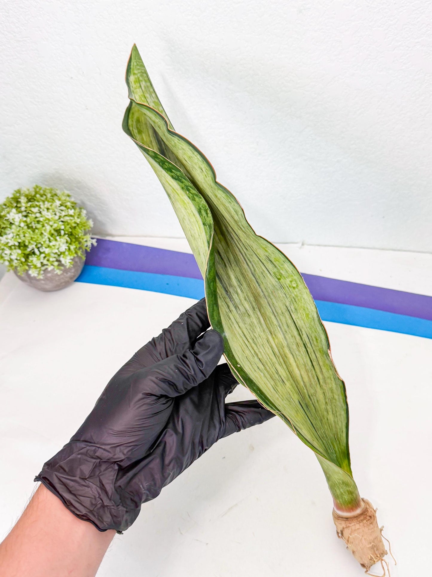 Sansevieria Masoniana Bruda (rr) (2) | Masoniana Var x Eliptica Var