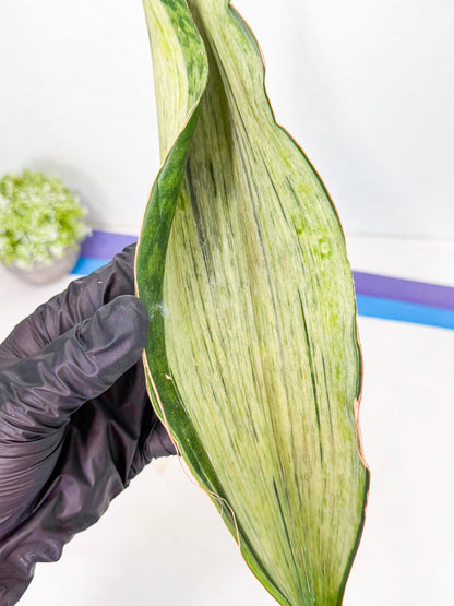Sansevieria Masoniana Bruda (rr) (2) | Masoniana Var x Eliptica Var