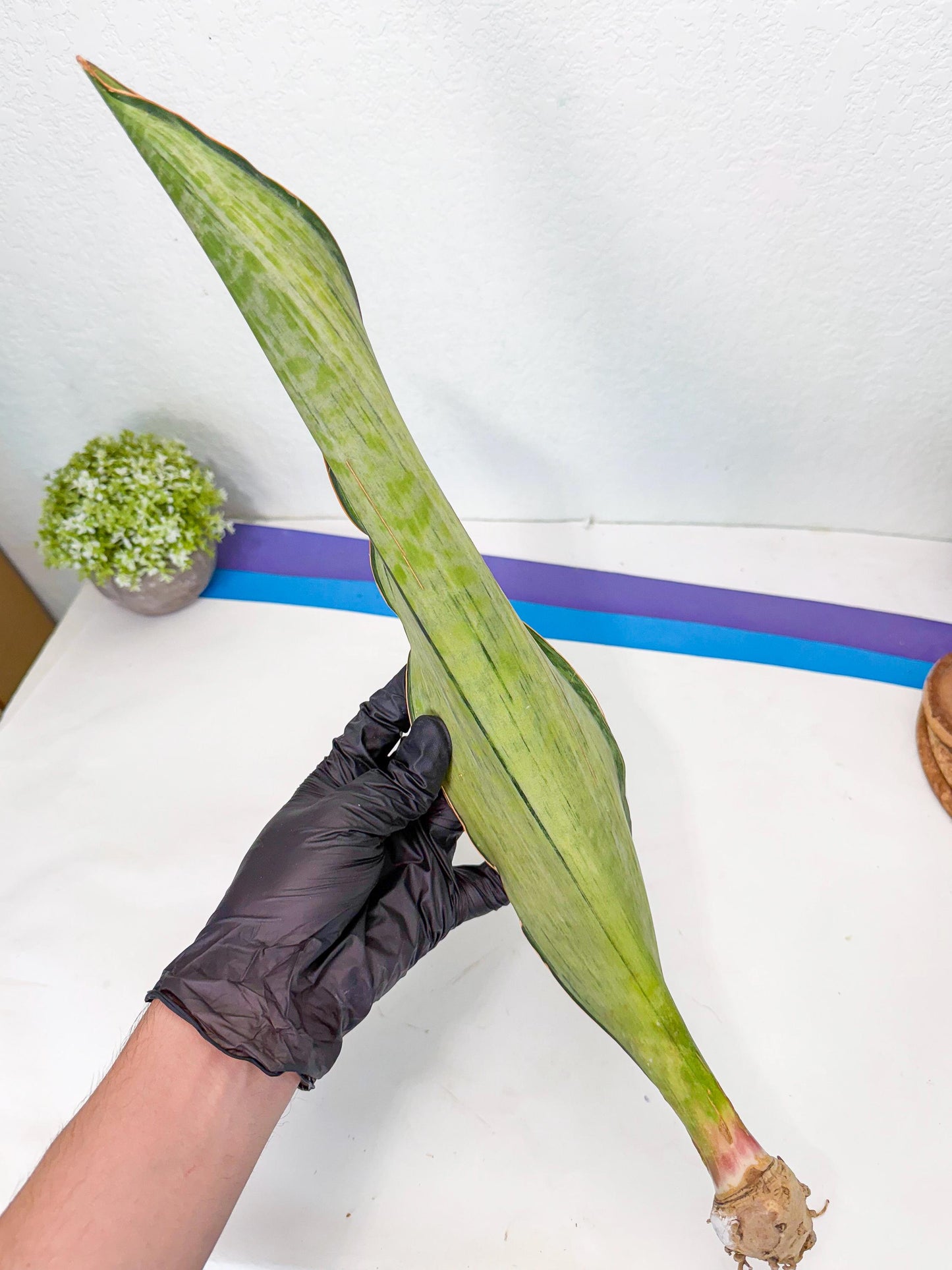 Sansevieria Masoniana Bruda (rr) (2) | Masoniana Var x Eliptica Var