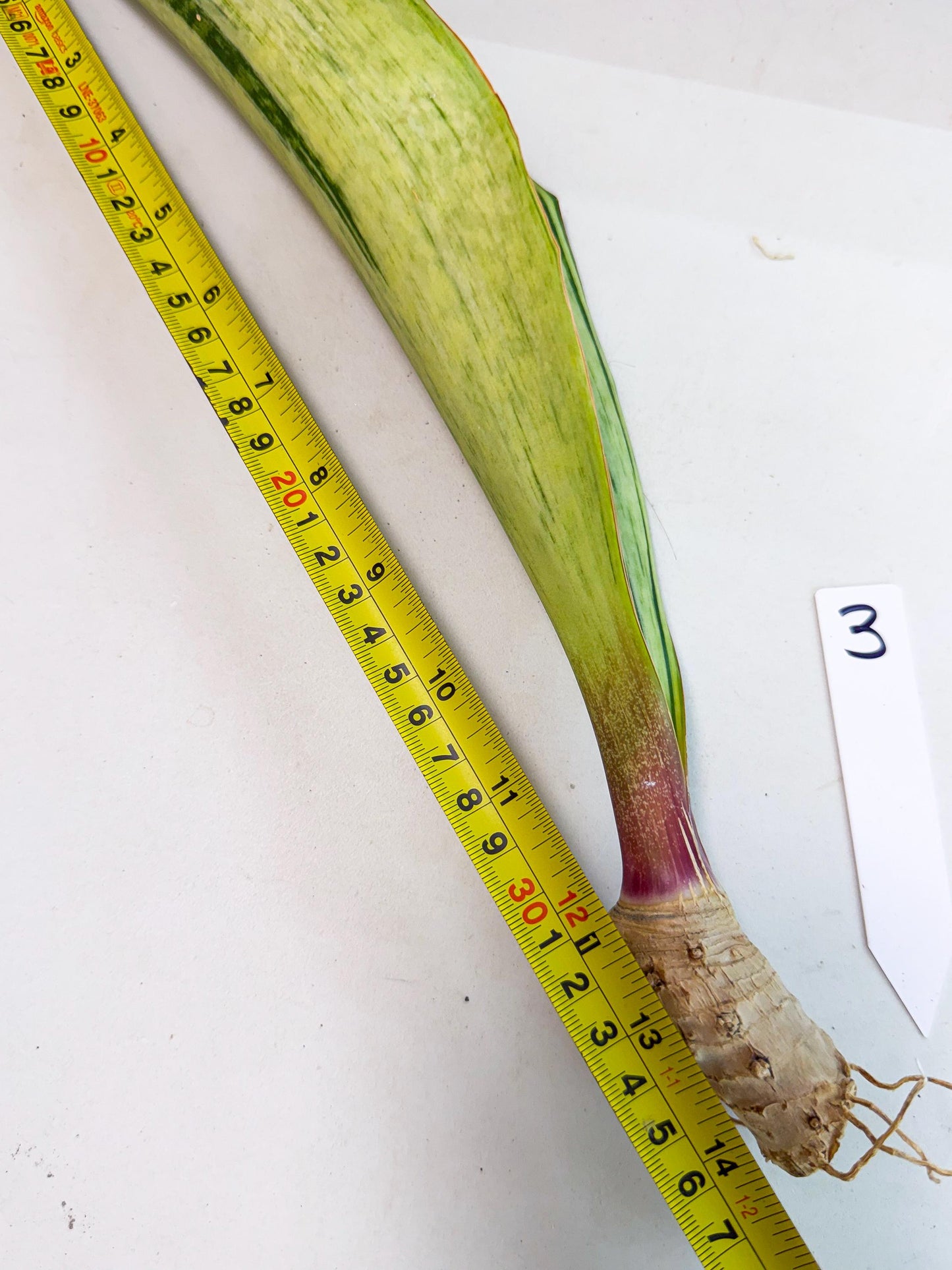 Sansevieria Masoniana Bruda (rr) (3) | Masoniana Var x Eliptica Var