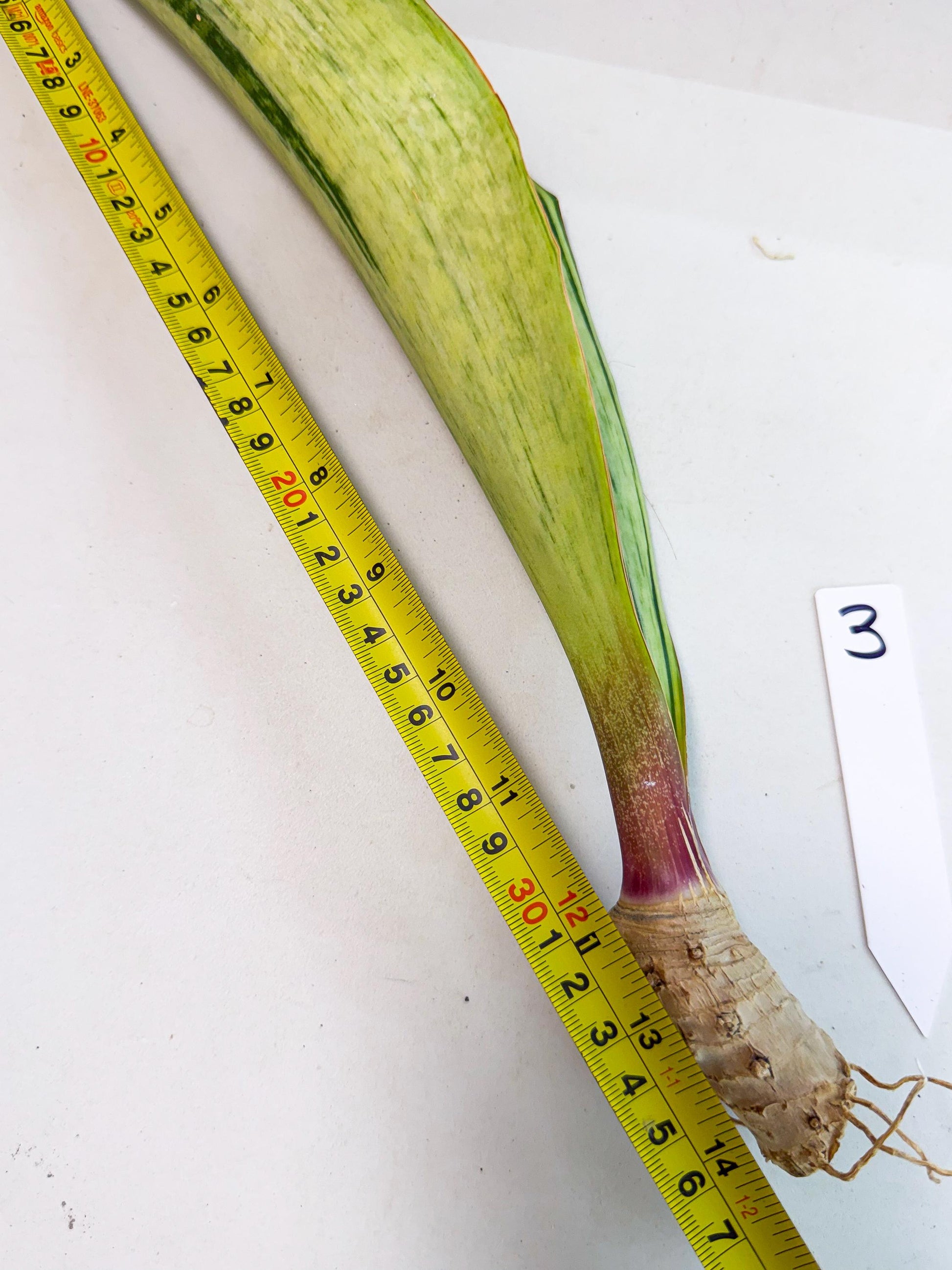 Sansevieria Masoniana Bruda (rr) (3) | Masoniana Var x Eliptica Var