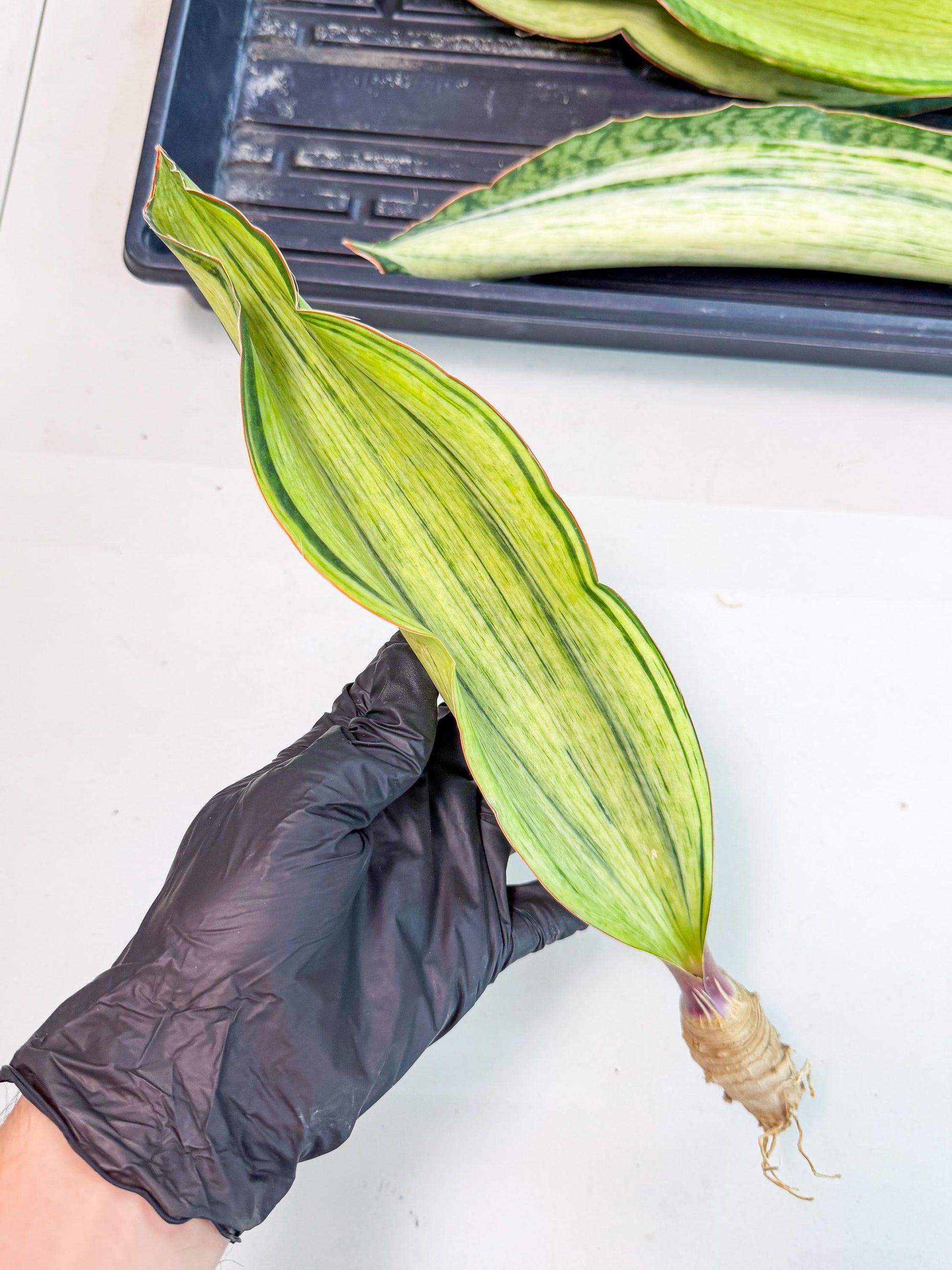 Sansevieria Masoniana Bruda (rr) (3) | Masoniana Var x Eliptica Var