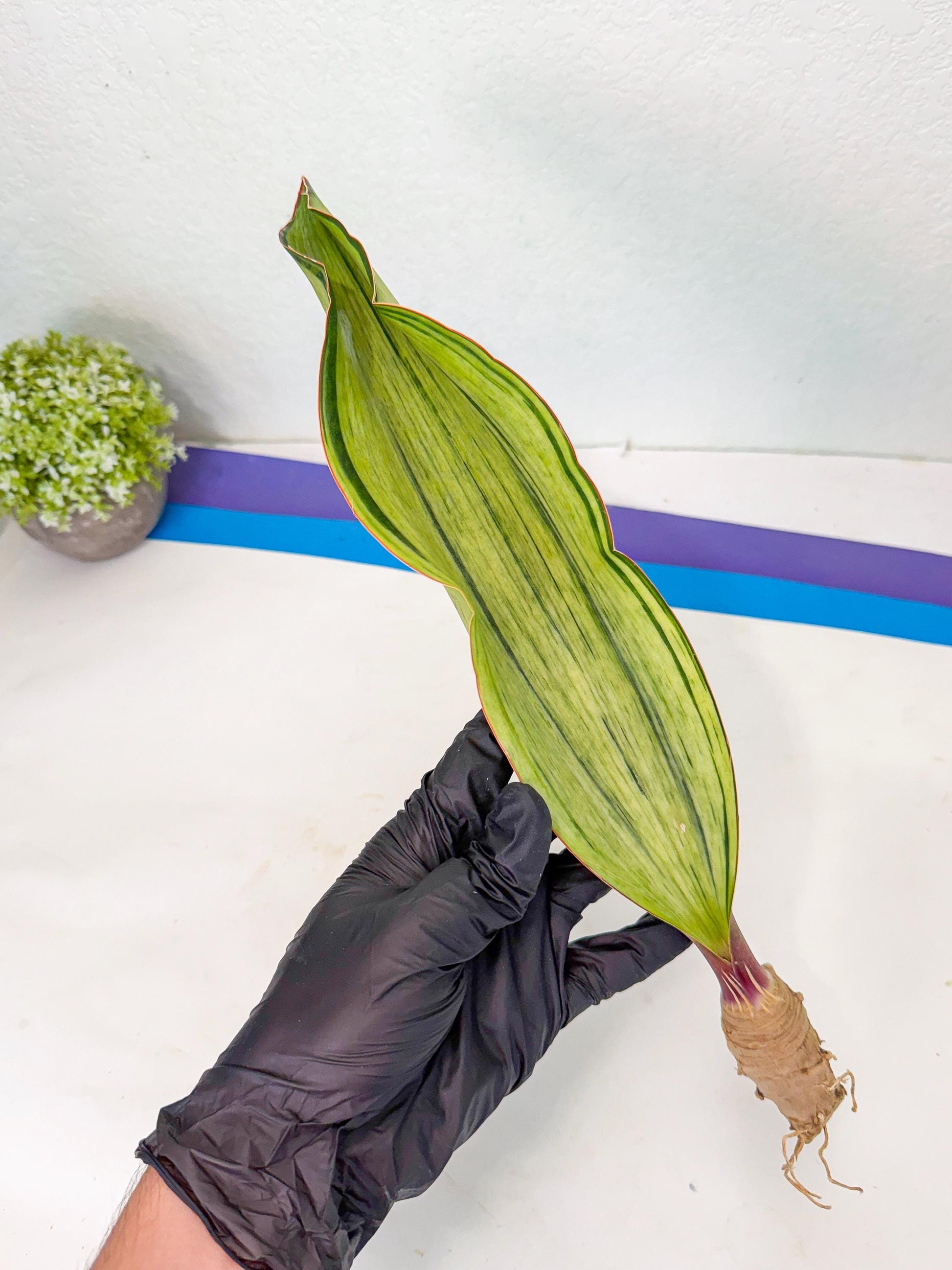 Sansevieria Masoniana Bruda (rr) (3) | Masoniana Var x Eliptica Var