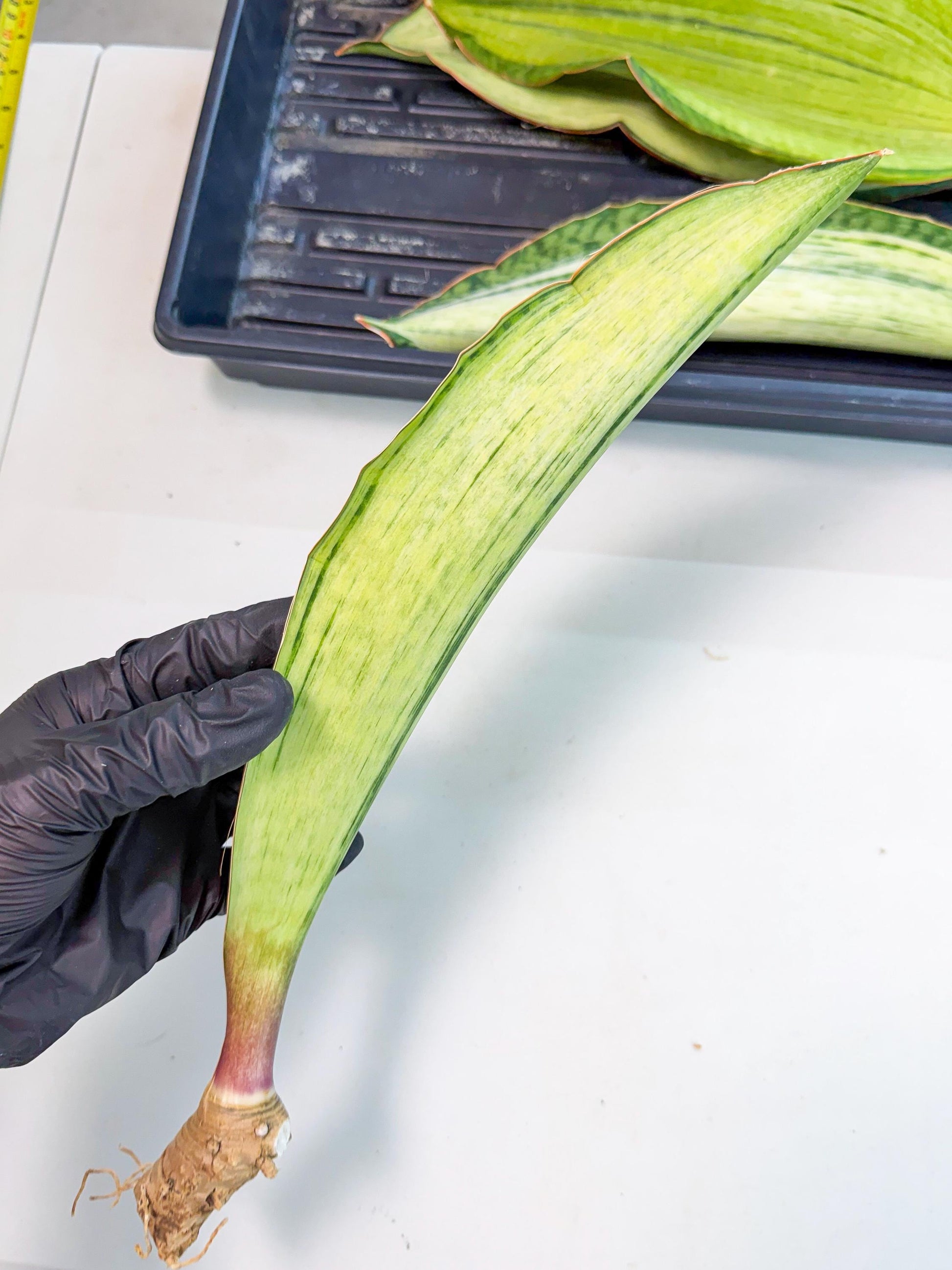Sansevieria Masoniana Bruda (rr) (3) | Masoniana Var x Eliptica Var
