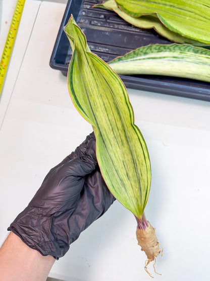Sansevieria Masoniana Bruda (rr) (3) | Masoniana Var x Eliptica Var