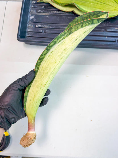 Sansevieria Masoniana Bruda (rr) (4) | Masoniana Var x Eliptica Var