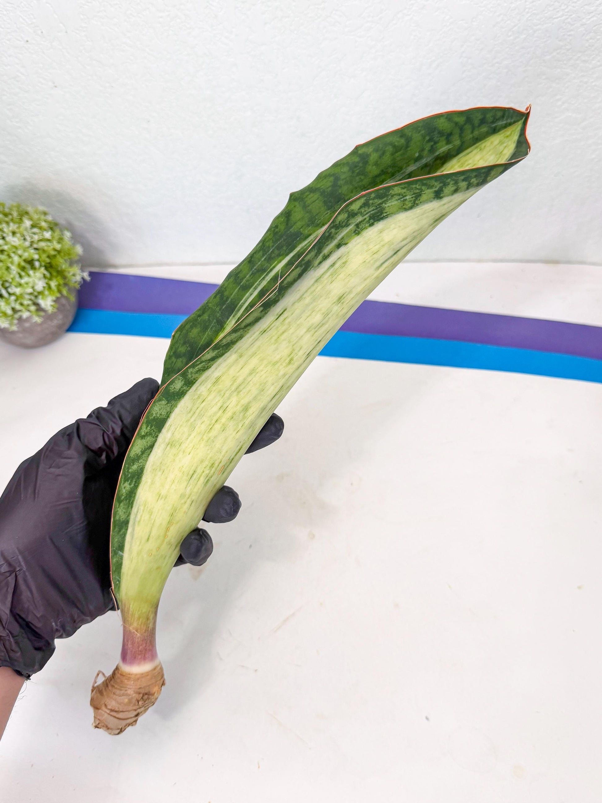 Sansevieria Masoniana Bruda (rr) (4) | Masoniana Var x Eliptica Var