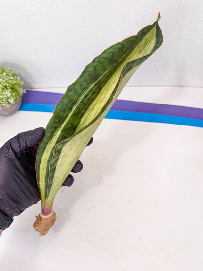 Sansevieria Masoniana Bruda (rr) (4) | Masoniana Var x Eliptica Var
