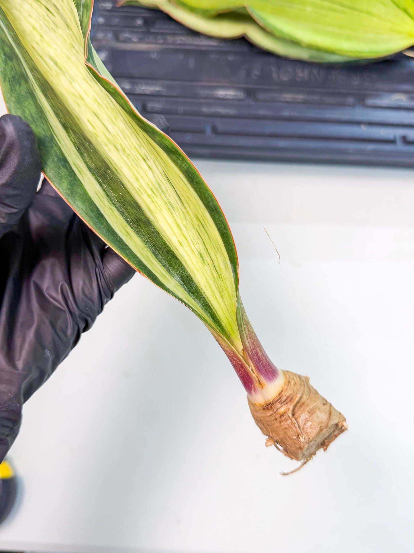 Sansevieria Masoniana Bruda (rr) (4) | Masoniana Var x Eliptica Var