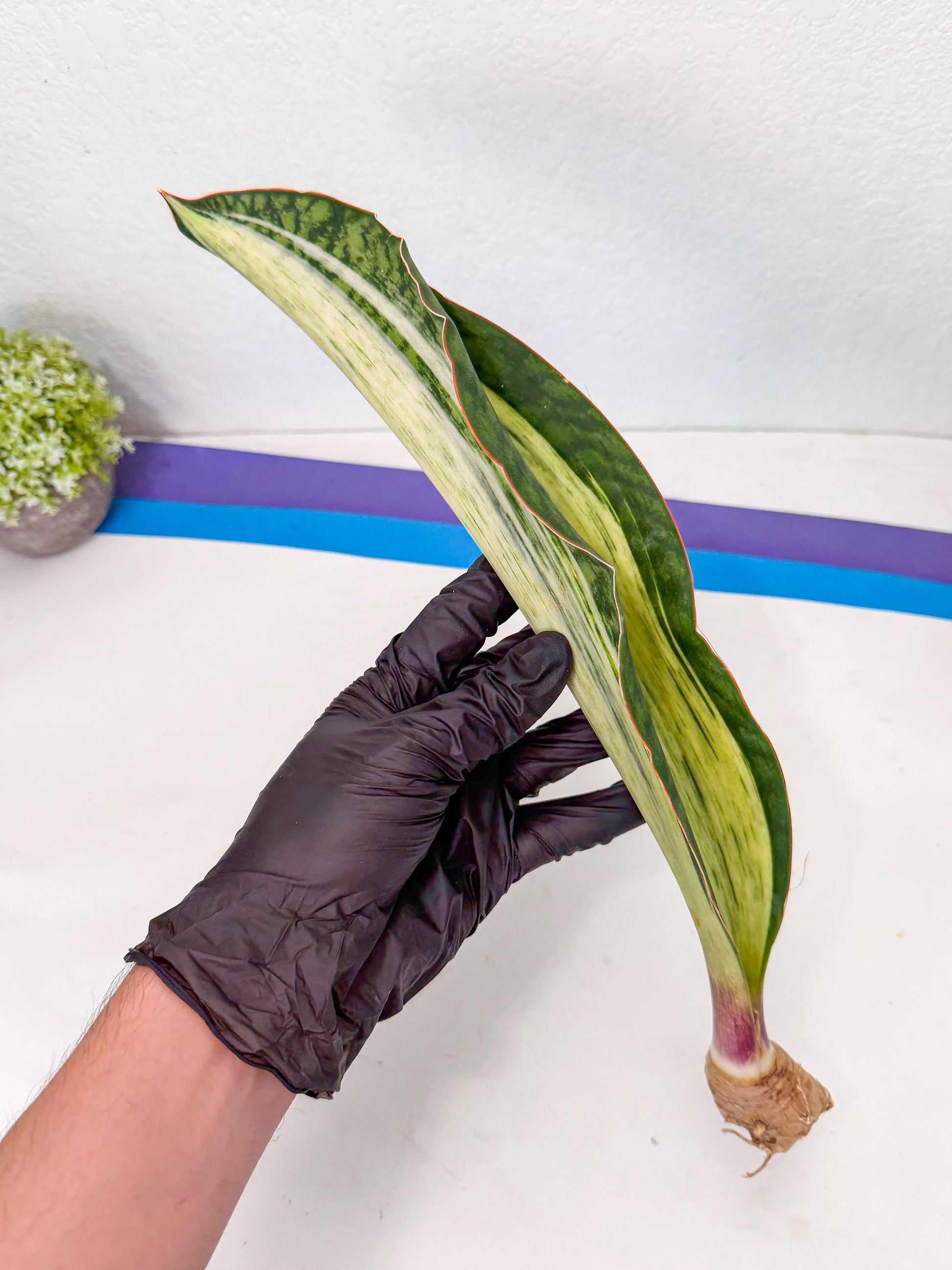 Sansevieria Masoniana Bruda (rr) (4) | Masoniana Var x Eliptica Var