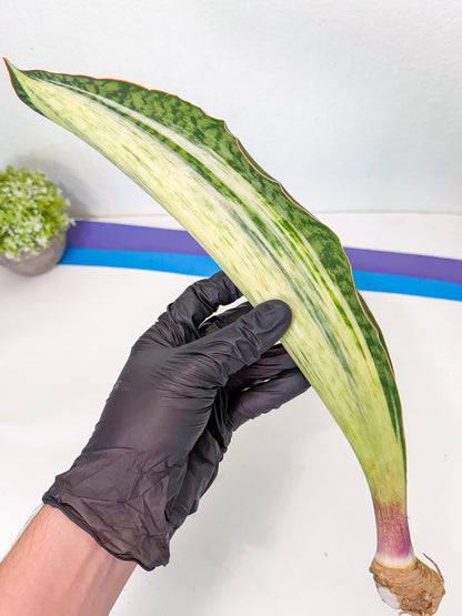Sansevieria Masoniana Bruda (rr) (4) | Masoniana Var x Eliptica Var