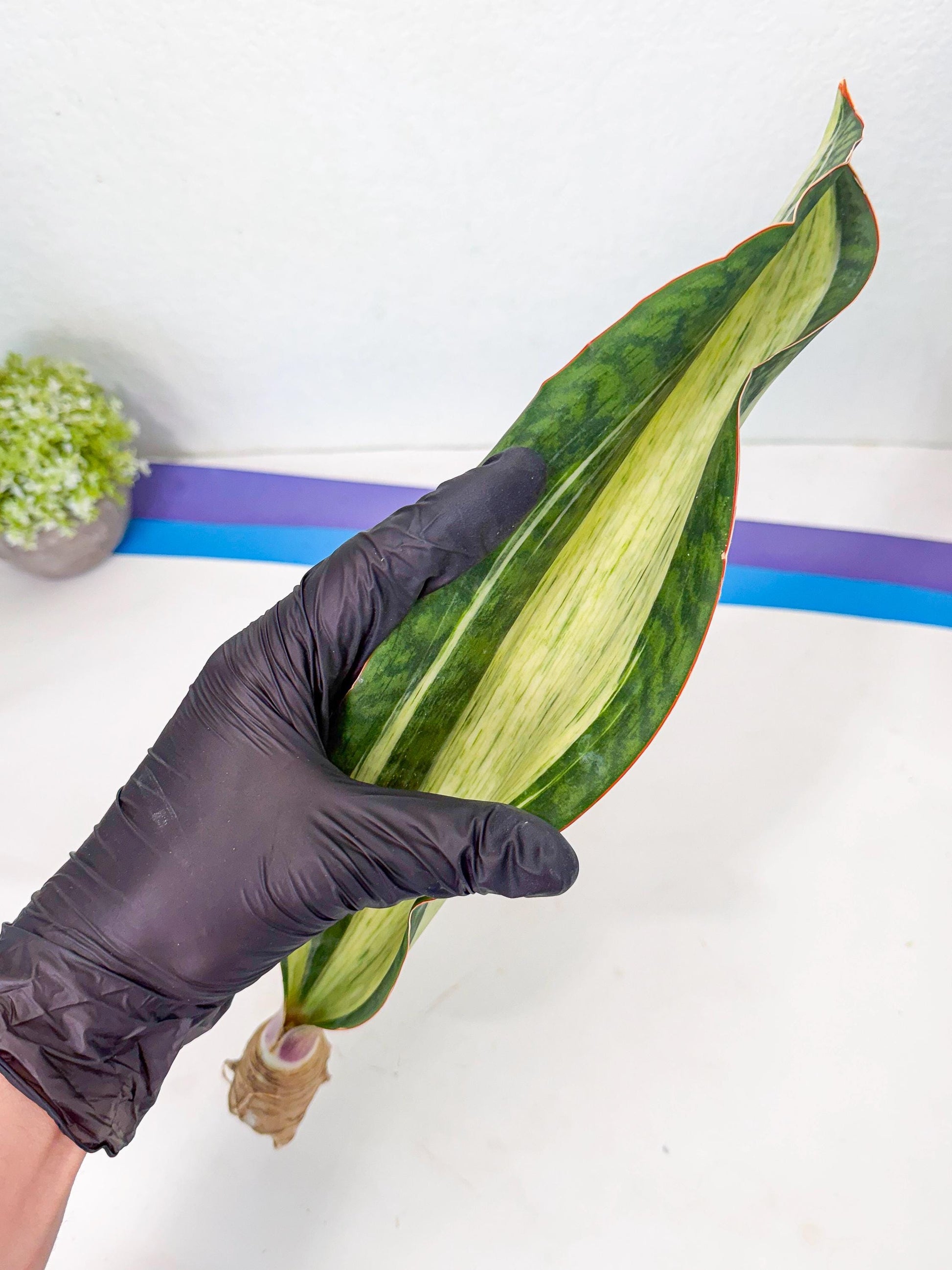 Sansevieria Masoniana Bruda (rr) (4) | Masoniana Var x Eliptica Var