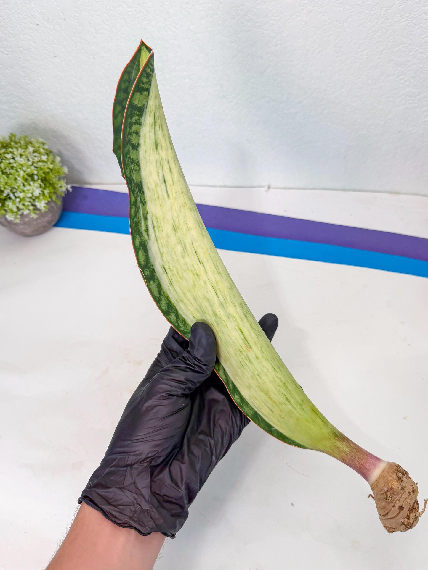 Sansevieria Masoniana Bruda (rr) (4) | Masoniana Var x Eliptica Var