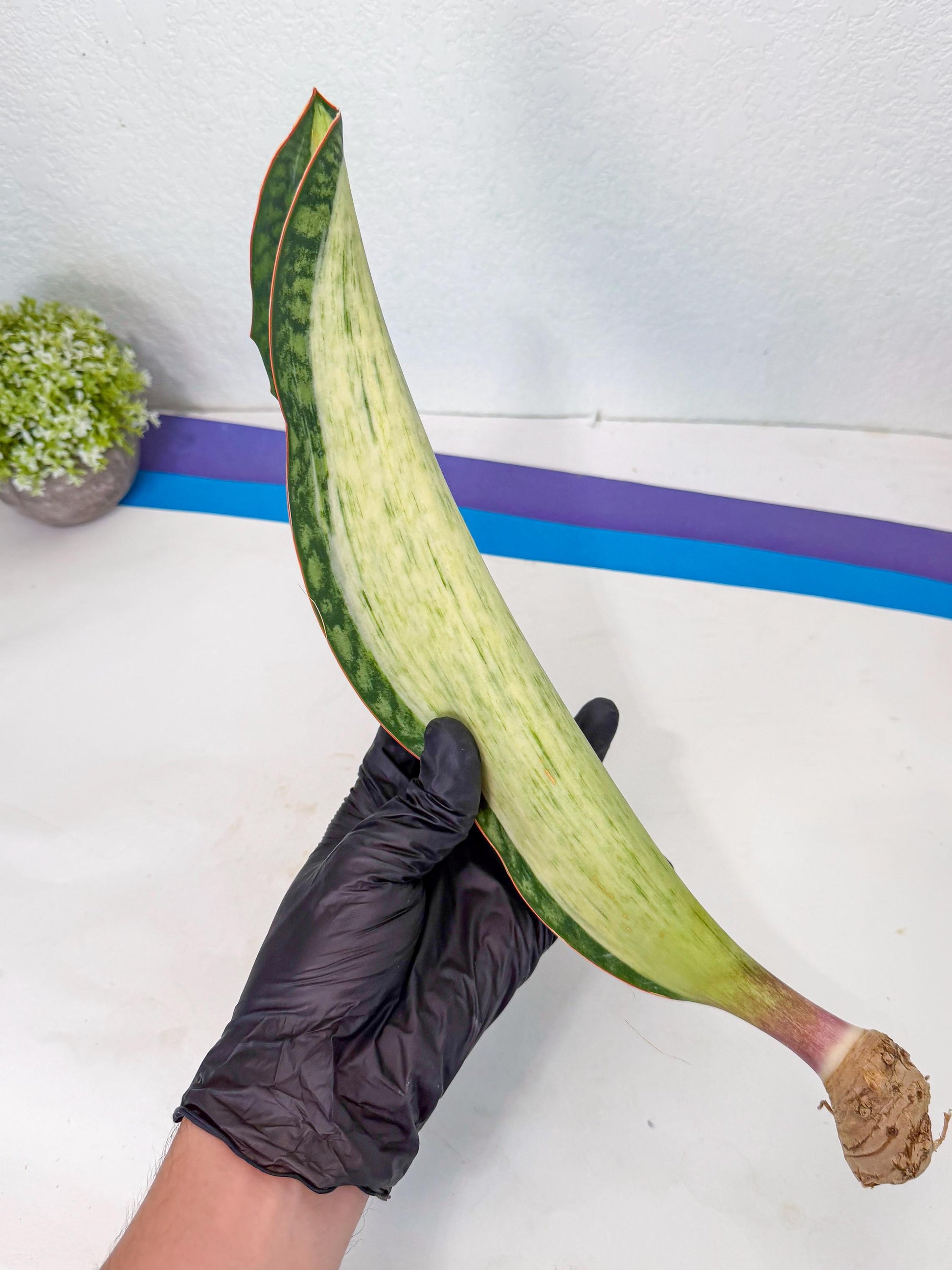 Sansevieria Masoniana Bruda (rr) (4) | Masoniana Var x Eliptica Var