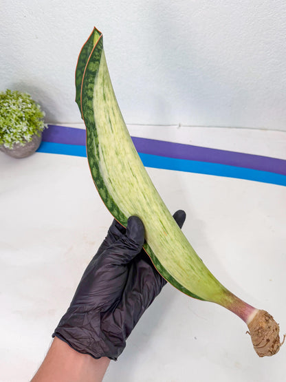 Sansevieria Masoniana Bruda (rr) (4) | Masoniana Var x Eliptica Var