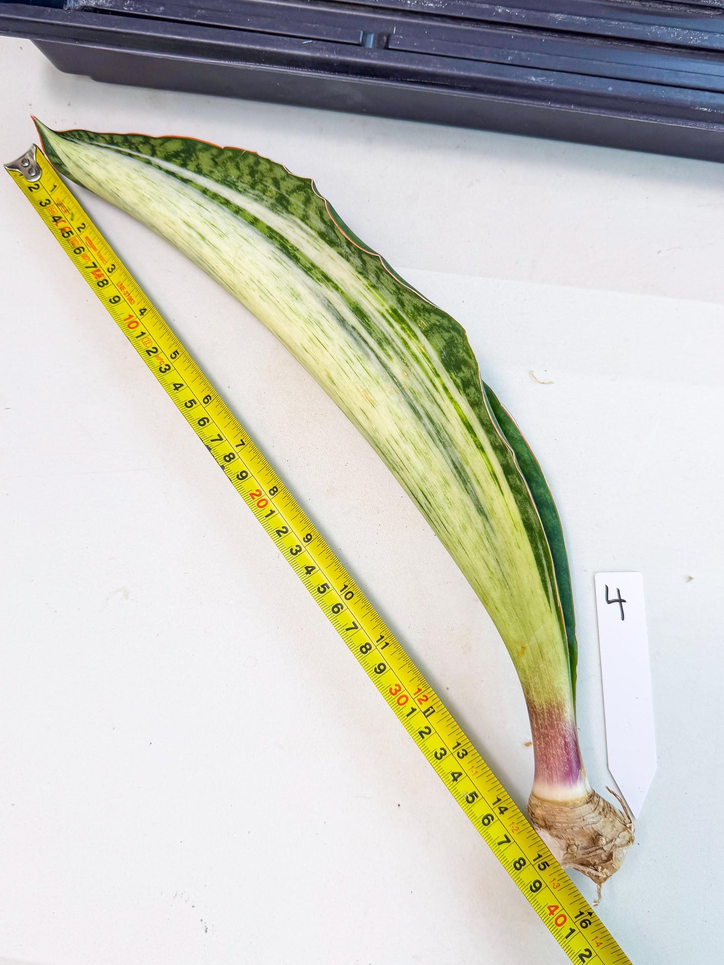 Sansevieria Masoniana Bruda (rr) (4) | Masoniana Var x Eliptica Var