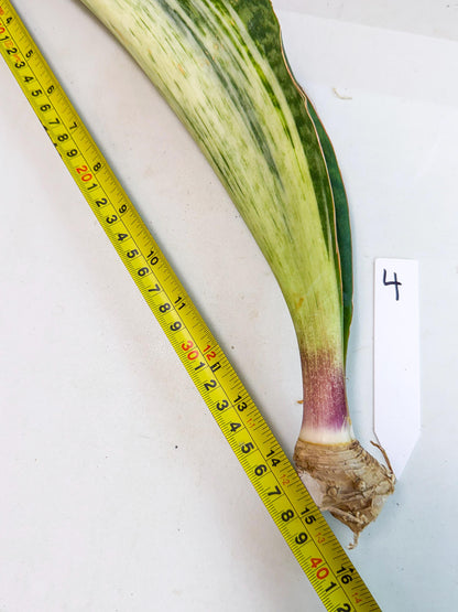 Sansevieria Masoniana Bruda (rr) (4) | Masoniana Var x Eliptica Var