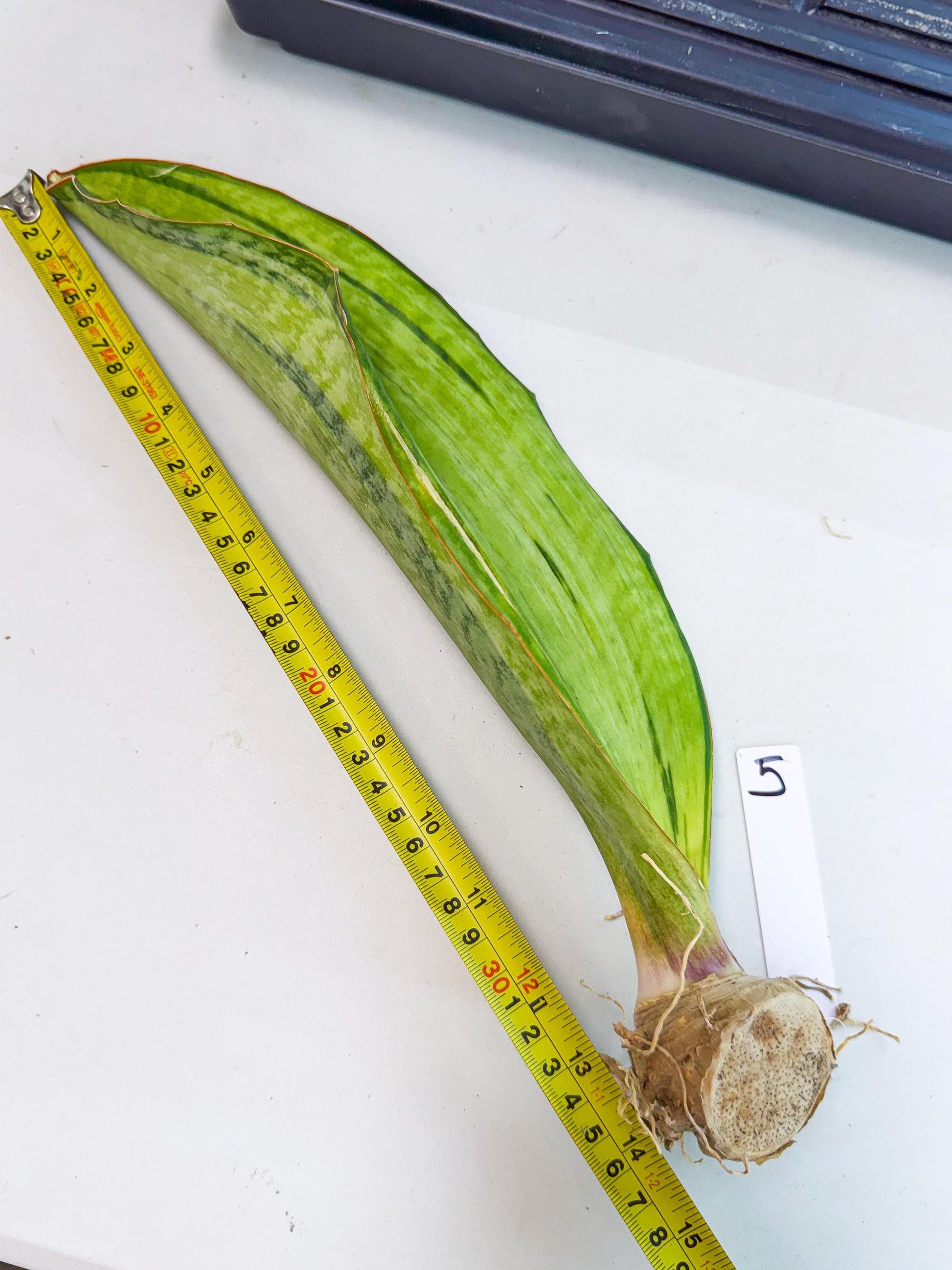 Sansevieria Masoniana Bruda (rr) (5) | Masoniana Var x Eliptica Var