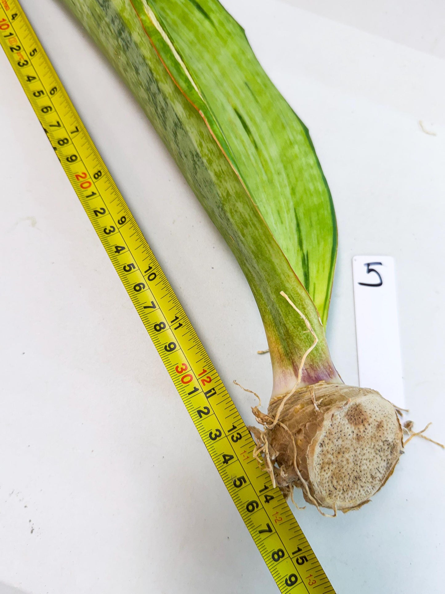 Sansevieria Masoniana Bruda (rr) (5) | Masoniana Var x Eliptica Var