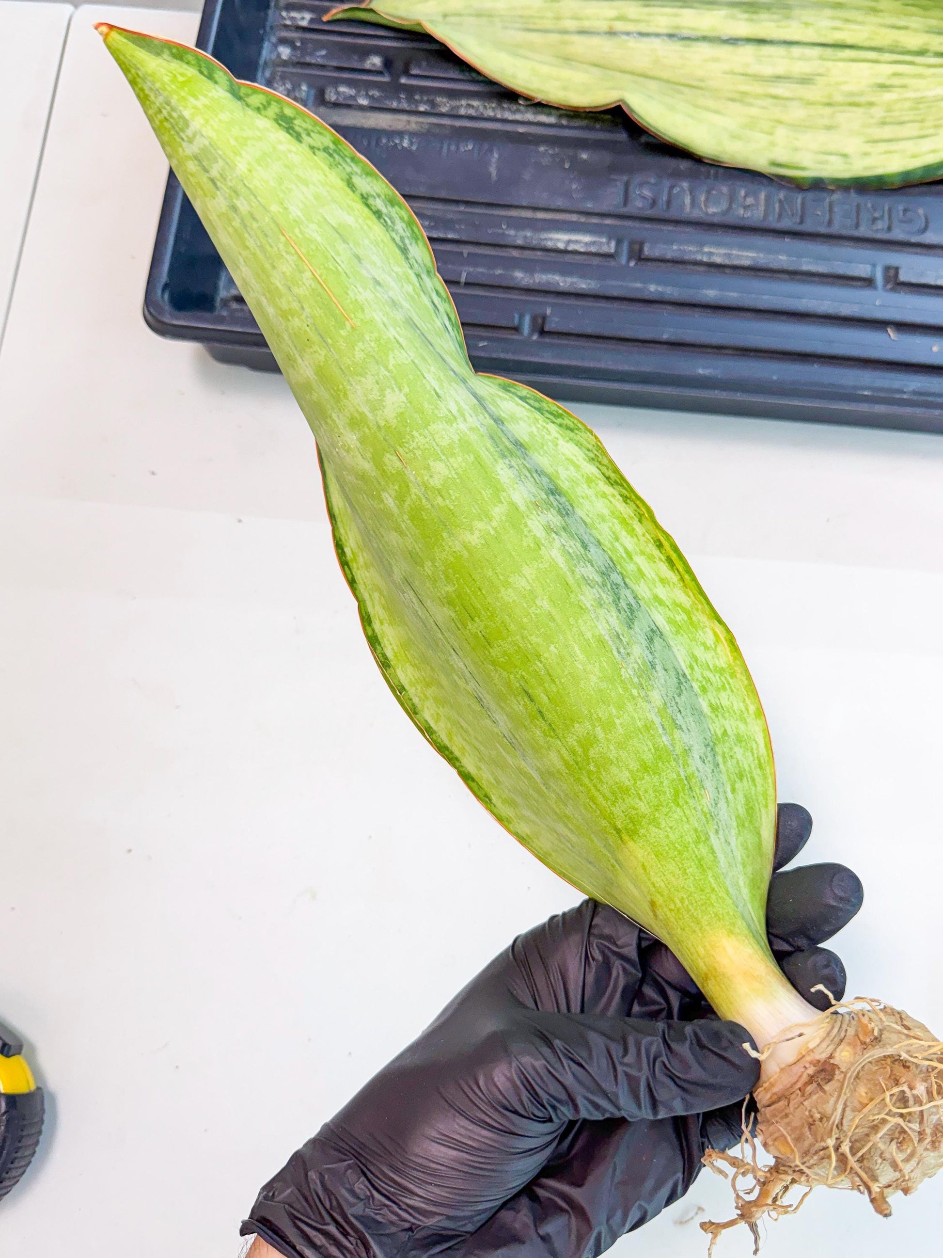 Sansevieria Masoniana Bruda (rr) (5) | Masoniana Var x Eliptica Var