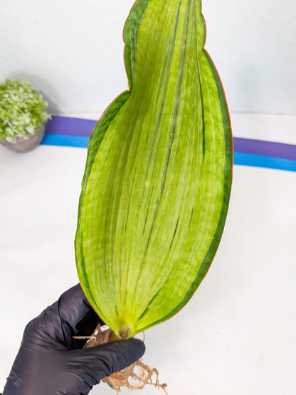 Sansevieria Masoniana Bruda (rr) (5) | Masoniana Var x Eliptica Var