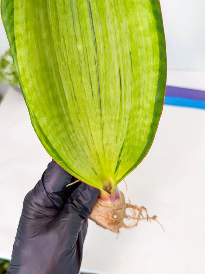 Sansevieria Masoniana Bruda (rr) (5) | Masoniana Var x Eliptica Var