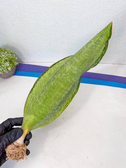 Sansevieria Masoniana Bruda (rr) (5) | Masoniana Var x Eliptica Var