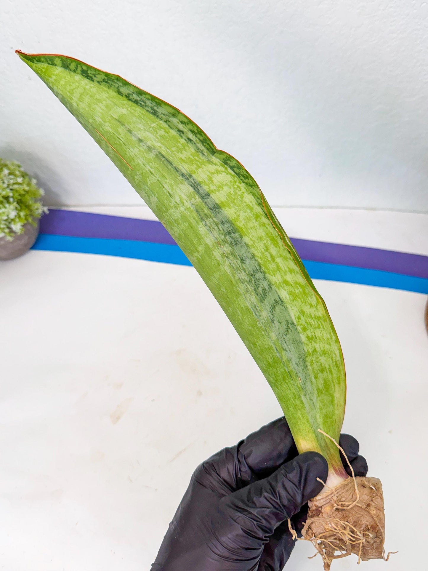 Sansevieria Masoniana Bruda (rr) (5) | Masoniana Var x Eliptica Var