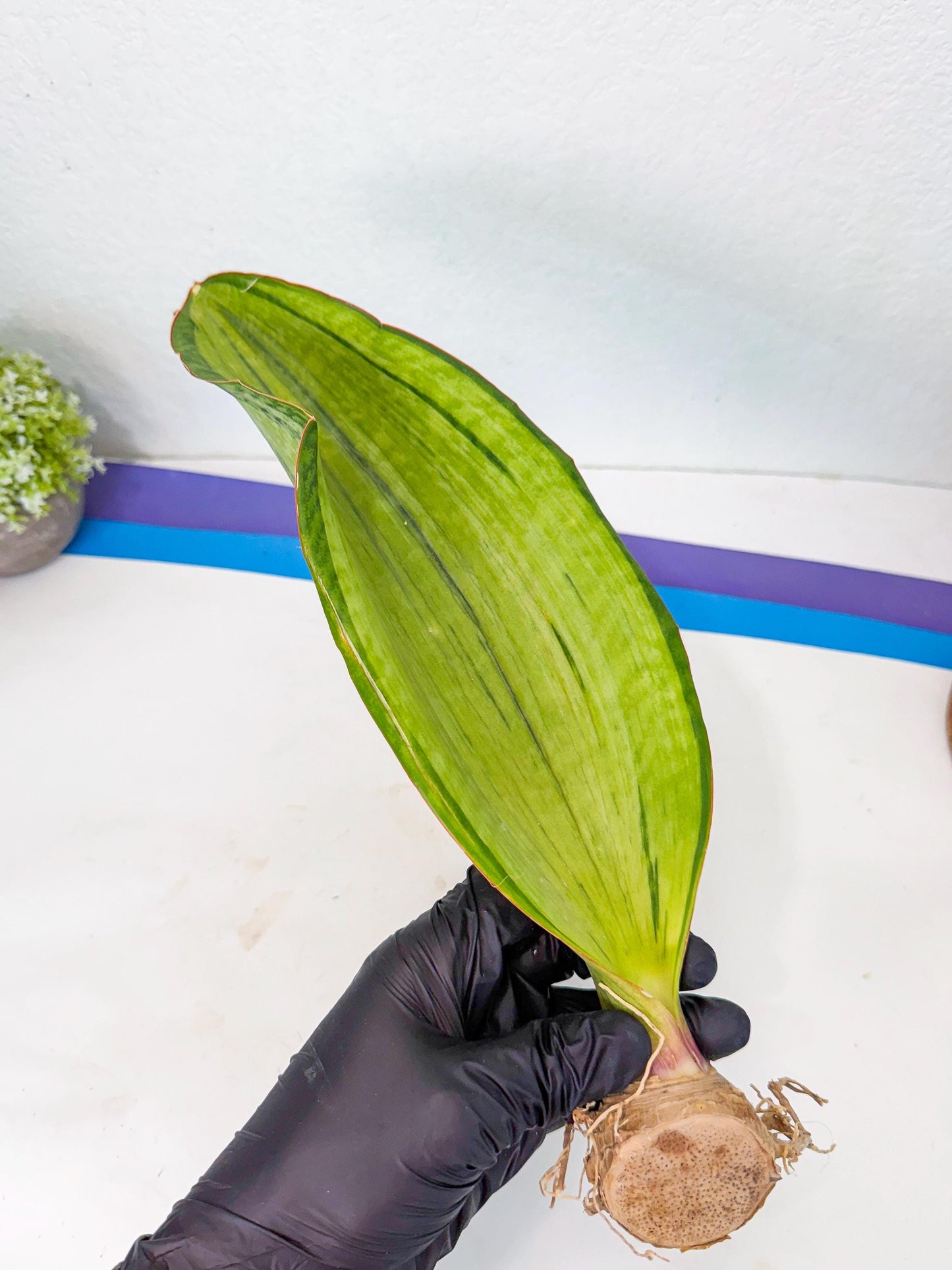 Sansevieria Masoniana Bruda (rr) (5) | Masoniana Var x Eliptica Var