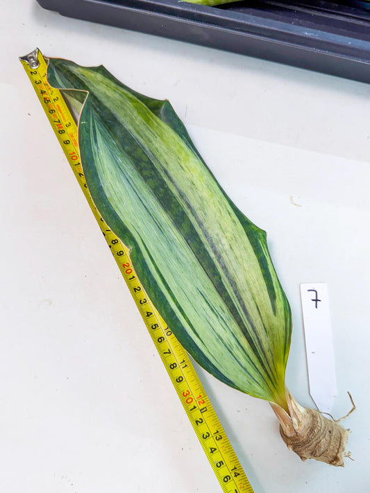 Sansevieria Masoniana Bruda (rr) (7) | Masoniana Var x Eliptica Var