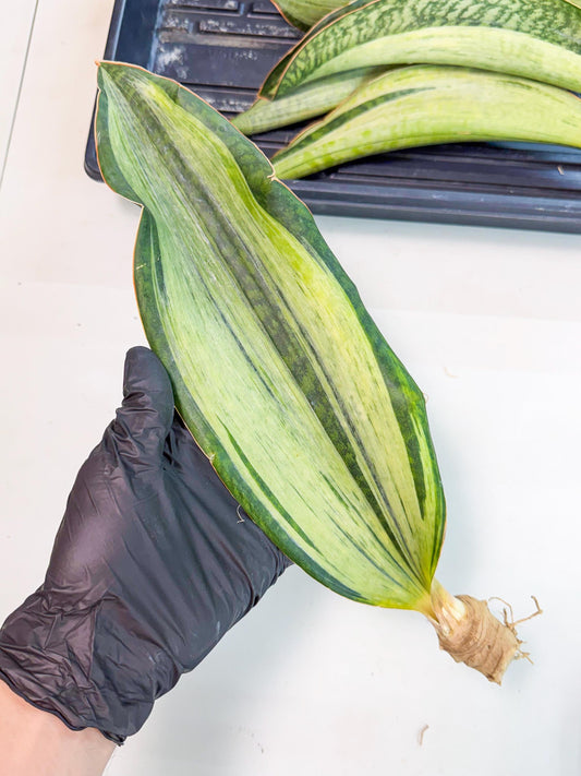 Sansevieria Masoniana Bruda (rr) (7) | Masoniana Var x Eliptica Var