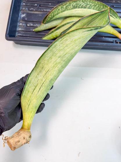 Sansevieria Masoniana Bruda (rr) (8) | Masoniana Var x Eliptica Var