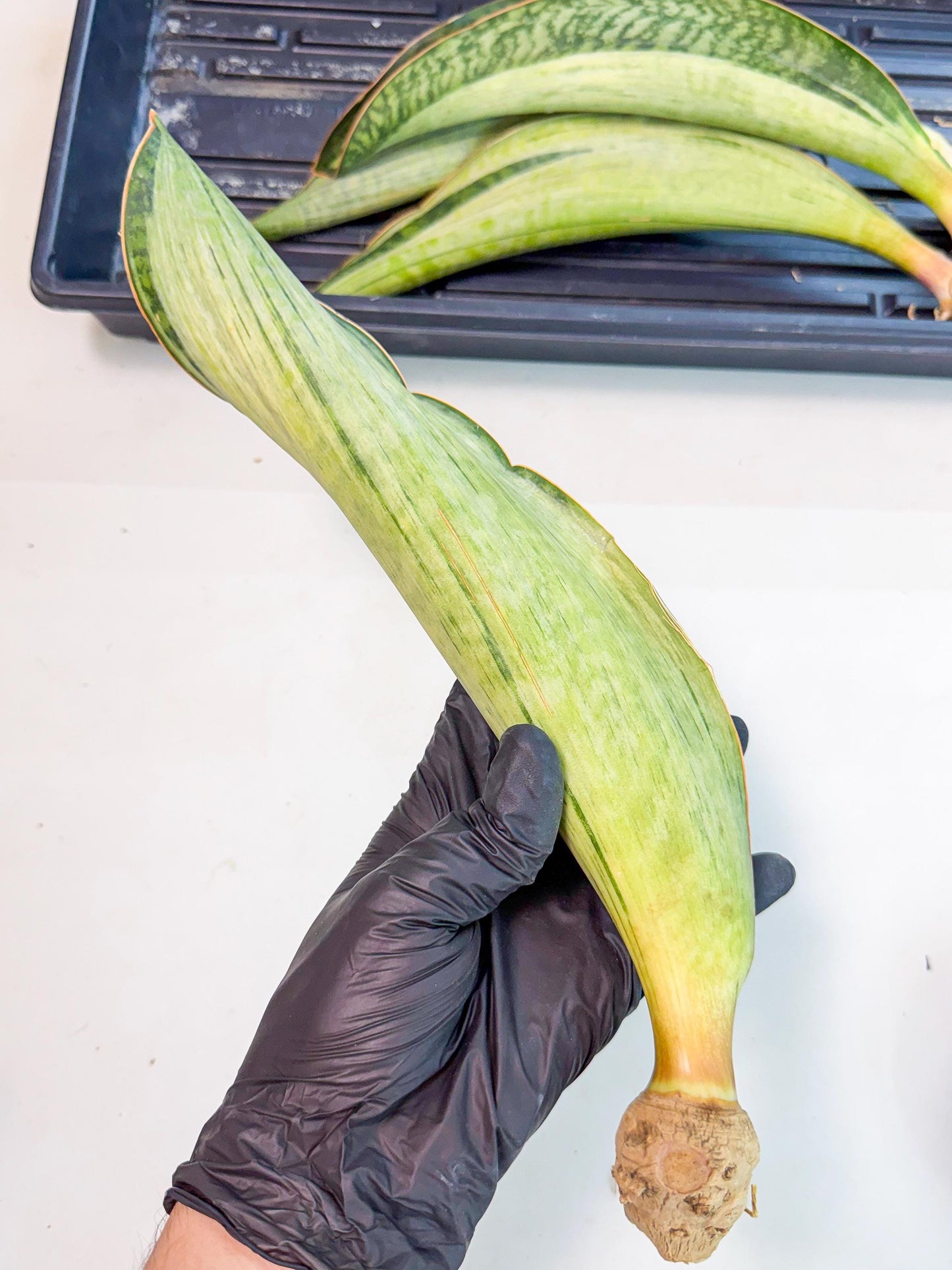 Sansevieria Masoniana Bruda (rr) (8) | Masoniana Var x Eliptica Var
